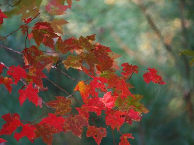 После облачного и дождливого периода – приятный сюрприз: его прогнозируют в выходные - Литва и страны Балтии