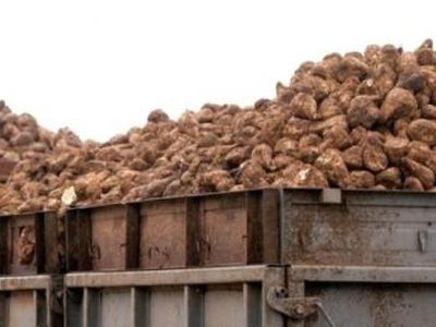 Pernykštis bulvių derlius pūva saugyklose - Lietuva ir Baltijos šalys