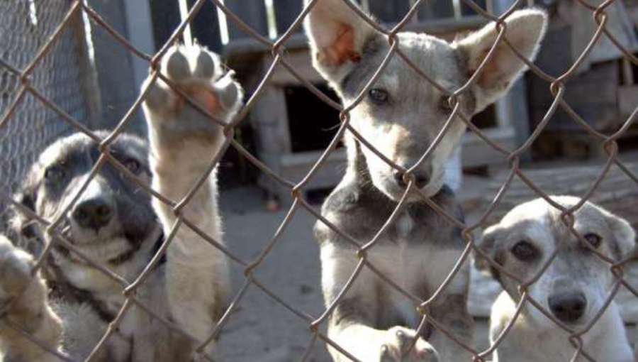 Сбор кормов для животных из приюта - В Висагинасе