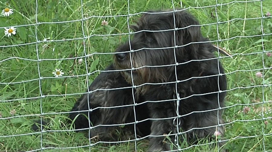 Мой ласковый и нежный зверь - В Висагинасе