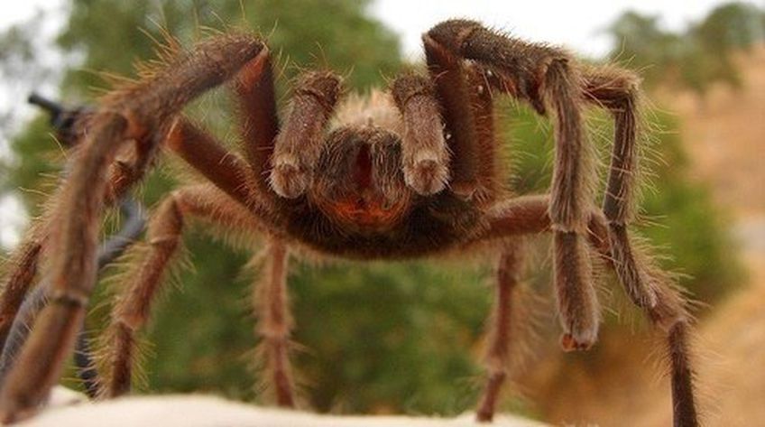 Австралийский городок Бовен наводнили гигантские ядовитые пауки