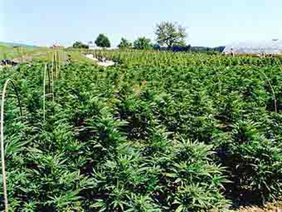 Швейцарская полиция нашла конопляное поле благодаря Google Earth - Происшествия и криминал