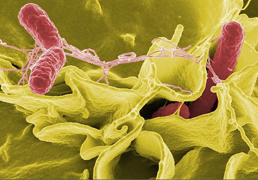Сальмонелла помогает против рака - Наука и здоровье