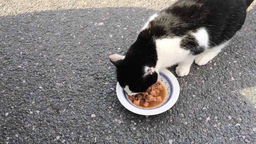 Кошки: возвращение. Мнение ветеринаров (видео) - Наука и здоровье