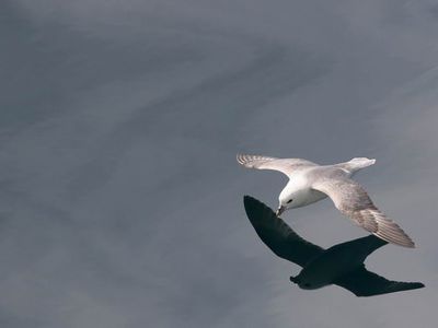 Пожарная команда спасла раненую чайку                                 - Хобби, отдых и развлечения