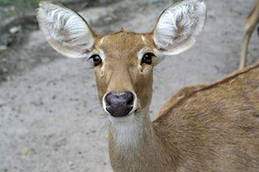 Осторожно: на дорогах дикие животные - Происшествия и криминал