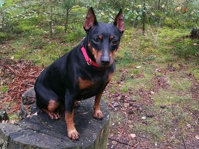 Участник №1 конкурса «Мой домашний любимец» - Конкурсы для читателей