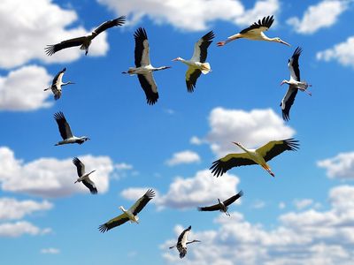 Настоящая весна: в Литву прилетели первые аисты - Литва и страны Балтии