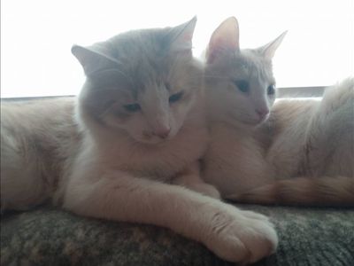 Участник № 72 конкурса «Мой домашний любимец» - Конкурсы для читателей