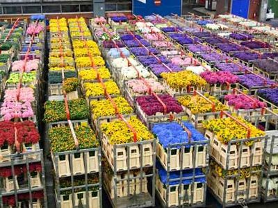 Теневой бизнес: торговцы цветами под подозрением - Происшествия и криминал