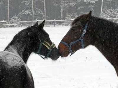 В Санкт-Петербурге поймали табун лошадей - Хобби, отдых и развлечения