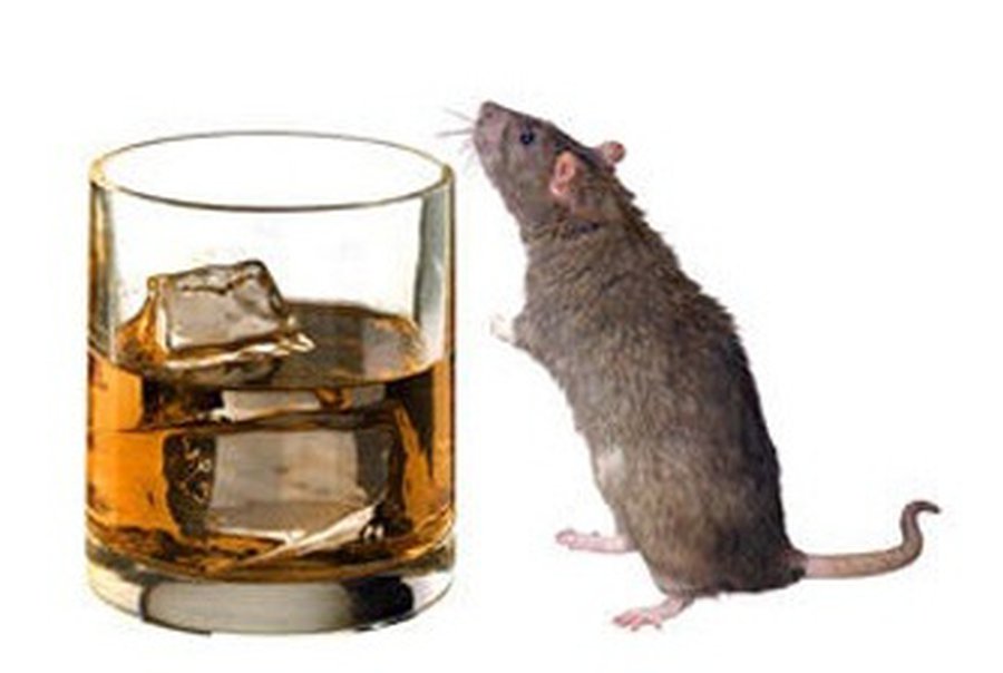 «Гормон голода» оказался и «гормоном выпивки» - Наука и здоровье