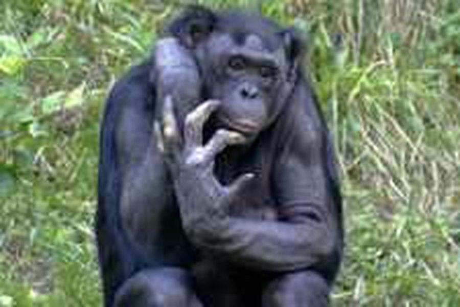 Евросоюз запретил медицинские опыты над человекоподобными приматами - Наука и здоровье