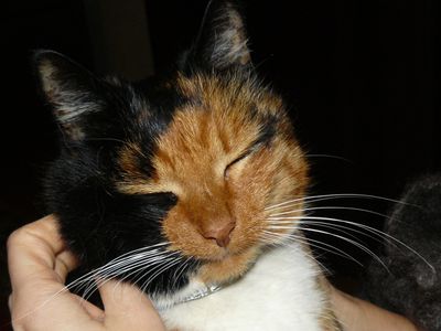 Участник №13 конкурса «Мой домашний любимец» - Конкурсы для читателей