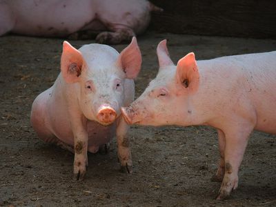 Свиноводам еще в этом году будет выплачено 2,2 млн. евро помощи - Экономика и бизнес