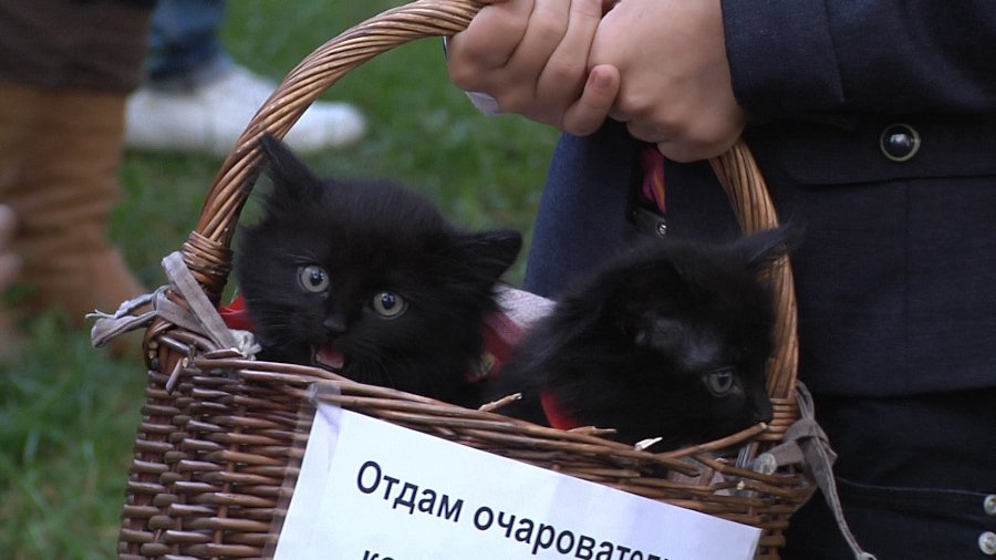 О братьях наших меньших - В Висагинасе