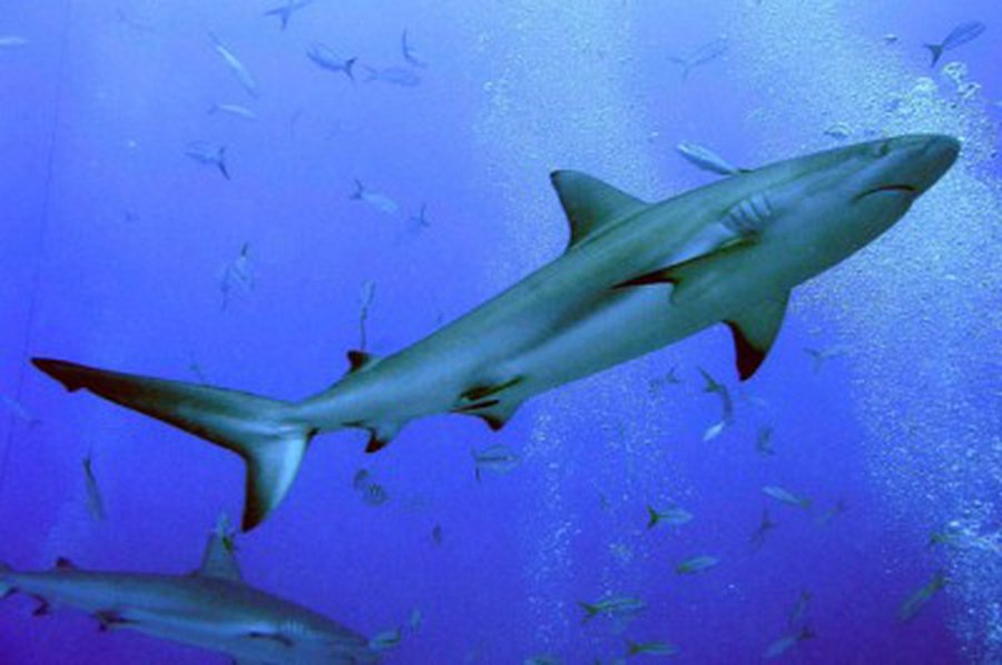 Lėktuvas danguje prasilenkė su skraidančiu rykliu                                 - Pasaulyje