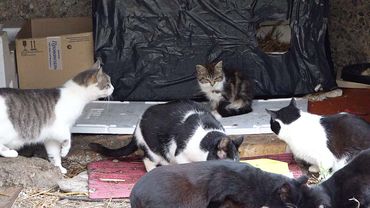 О кошках бездомных замолвите слово… (видео)