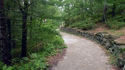 NMA kviečia teikti paraiškas miškų keliams įrengti