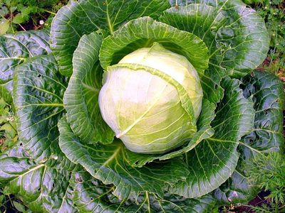 Капуста — неизвестные факты об известном продукте - Наука и здоровье