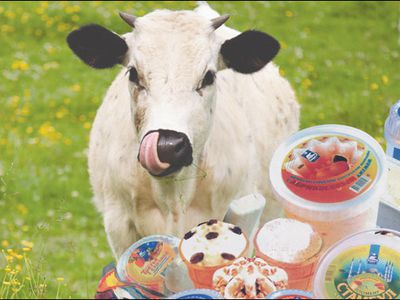 Молоко надо закупать по европейским ценам, считают фермеры Литвы - Литва и страны Балтии