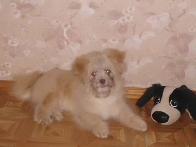 Участник №4 конкурса «Мой домашний любимец» - Конкурсы для читателей