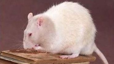 В Китае поймали гигантскую крысу, которая весит 11 килограммов