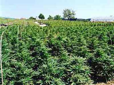 Швейцарская полиция нашла конопляное поле благодаря Google Earth - Происшествия и криминал