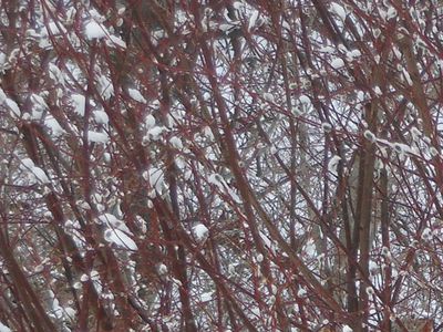 6 апреля 2013 г.: зима, весна или лето? - В Висагинасе