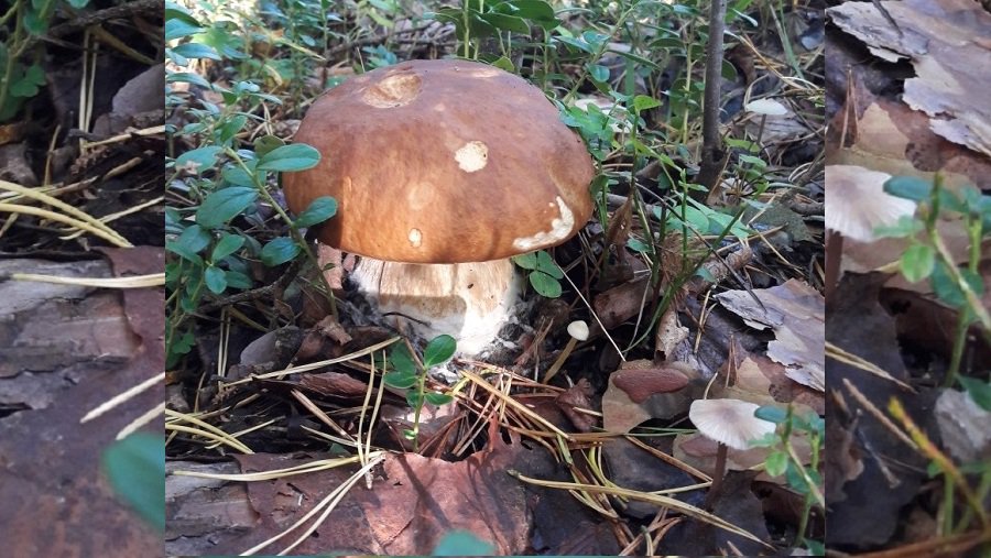 Фото №3 конкурса «Осенние дары леса» - Конкурсы для читателей