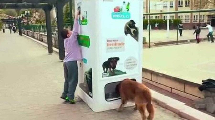 Почему в Литве есть бездомные животные, а в Германии их нет? - В Висагинасе