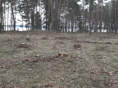 Висагинас - город-парк? (видео) - В Висагинасе