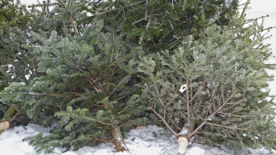 Куда деть живую новогоднюю ель? Отнести в места для сбора или… - В Висагинасе