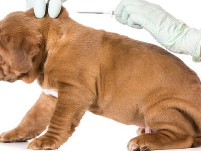 Вице-министр: будем стремиться, чтобы круг поставщиков услуг чипирования животных был расширен - Литва и страны Балтии