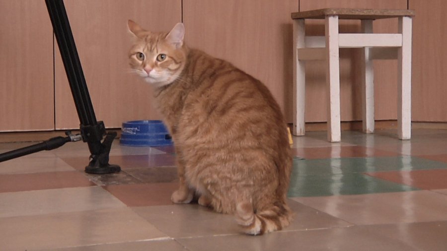 Растопите льдинку в своём сердце (добавлены реквизиты Висагинского общества опеки животных) - В Висагинасе