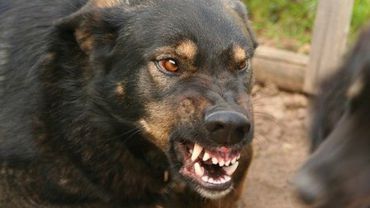 В Литве запретили бойцовских собак держать в многоквартирных домах


 