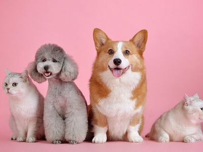 В Литве проводят чипирование домашних животных, кто может обращаться за помощью - Литва и страны Балтии