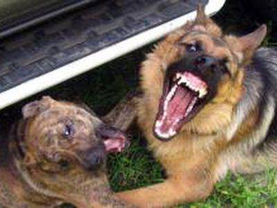 Собака бывает кусачей - Происшествия и криминал