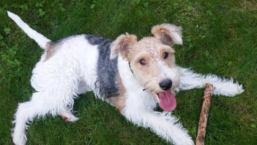 Участник № 32 конкурса «Мой домашний любимец» - Конкурсы для читателей