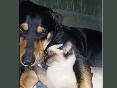 Участник № 10 конкурса «Мой домашний любимец» (Видео) - Конкурсы для читателей