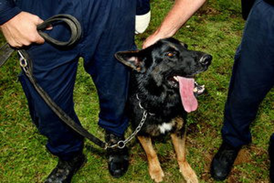 Житель Израиля укусил полицейского пса - Хобби, отдых и развлечения
