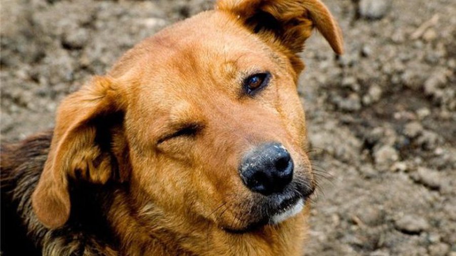 Акция сбора средств и кормов для приюта «Padėk man» - В Висагинасе