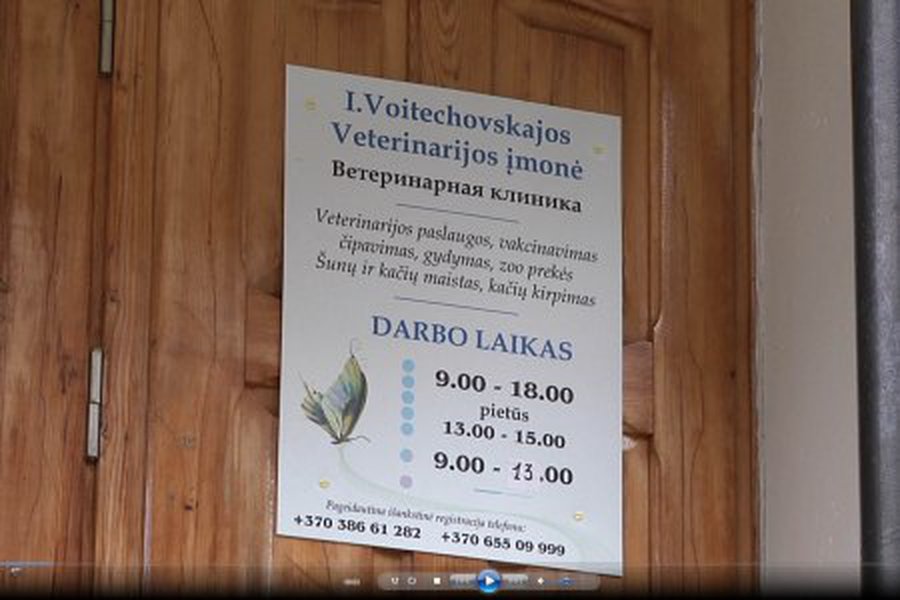 На проспекте Тайкос сбита собака                      - Происшествия и криминал