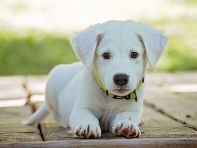 Kodėl svarbu paženklinti ir užregistruoti gyvūną augintinį? - Visagine