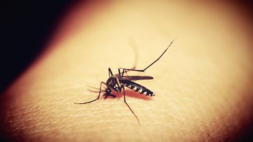 НЦОЗ: малярия диагностирована уже у 2 жителей Литвы, посещавших африканские страны