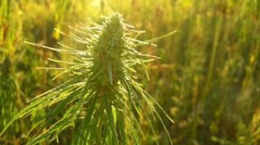 В США сторонники выращивания конопли высадили ее перед окнами наркоконтроля - Хобби, отдых и развлечения