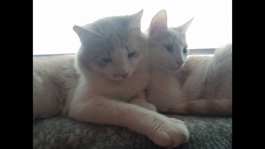 Участник № 72 конкурса «Мой домашний любимец» - Конкурсы для читателей