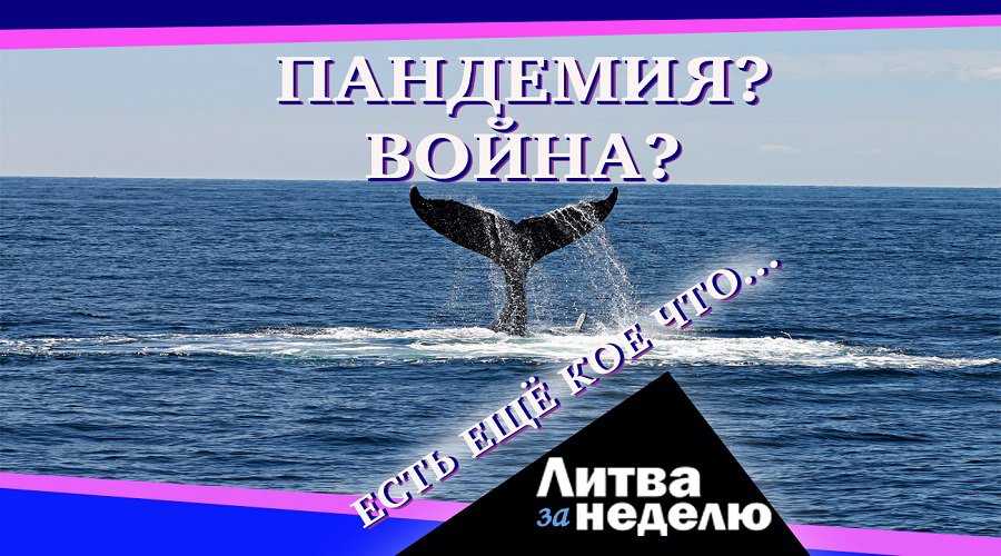 Построить крепость и привыкнуть к осаде: Литва за неделю (видео) - Литва и страны Балтии