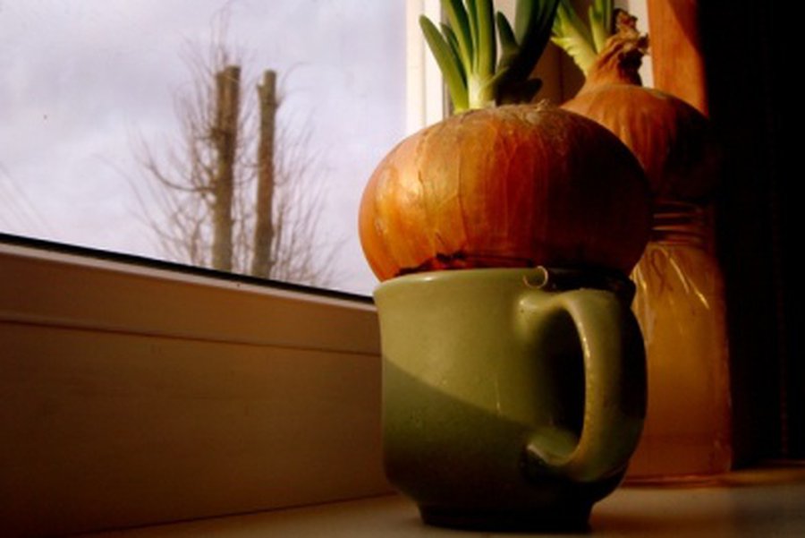 Svogūnų sodinukai tapo retenybe - Lietuva ir Baltijos šalys