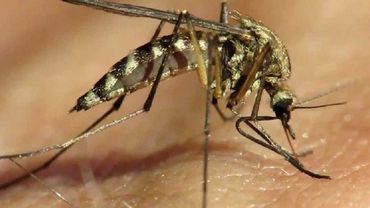 Комары мутанты спасут Бразилию